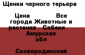 Щенки черного терьера › Цена ­ 35 000 - Все города Животные и растения » Собаки   . Амурская обл.,Сковородинский р-н